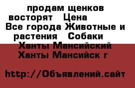 продам щенков восторят › Цена ­ 7 000 - Все города Животные и растения » Собаки   . Ханты-Мансийский,Ханты-Мансийск г.